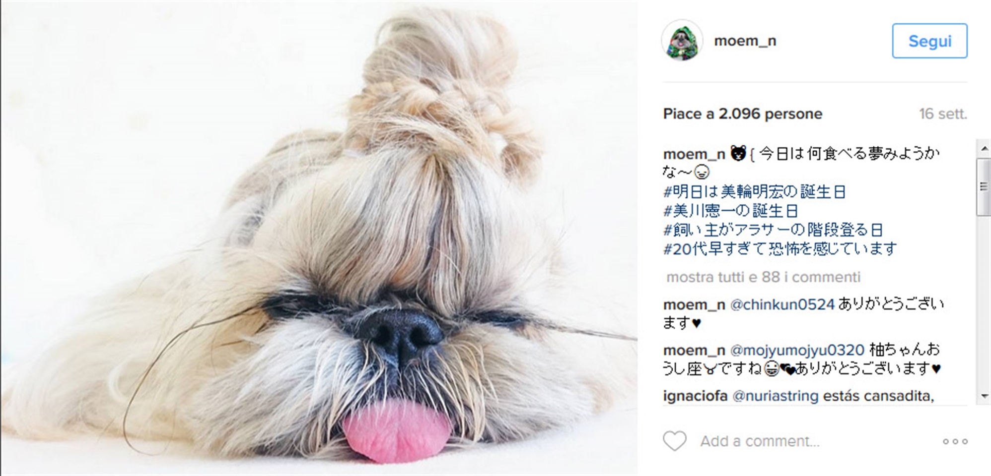 I Nuovi Social Influencer Cani E Gatti Glamourit