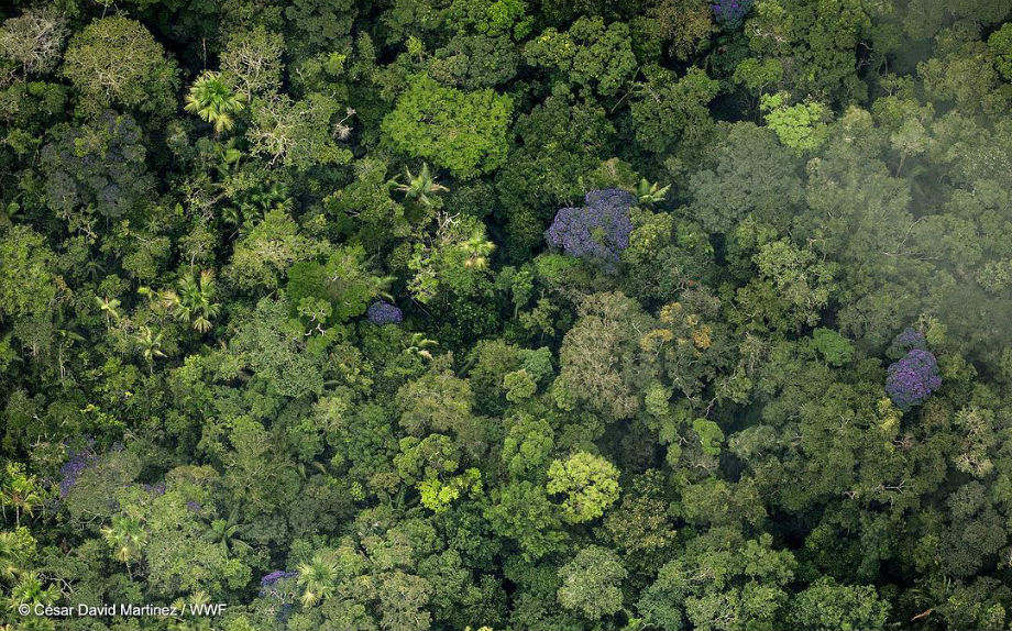 wwf_54431948_274746990132287_5180383967824392361_n